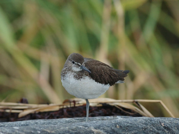 Metsäviklo, Green Sandpiper, Tringa ochropus